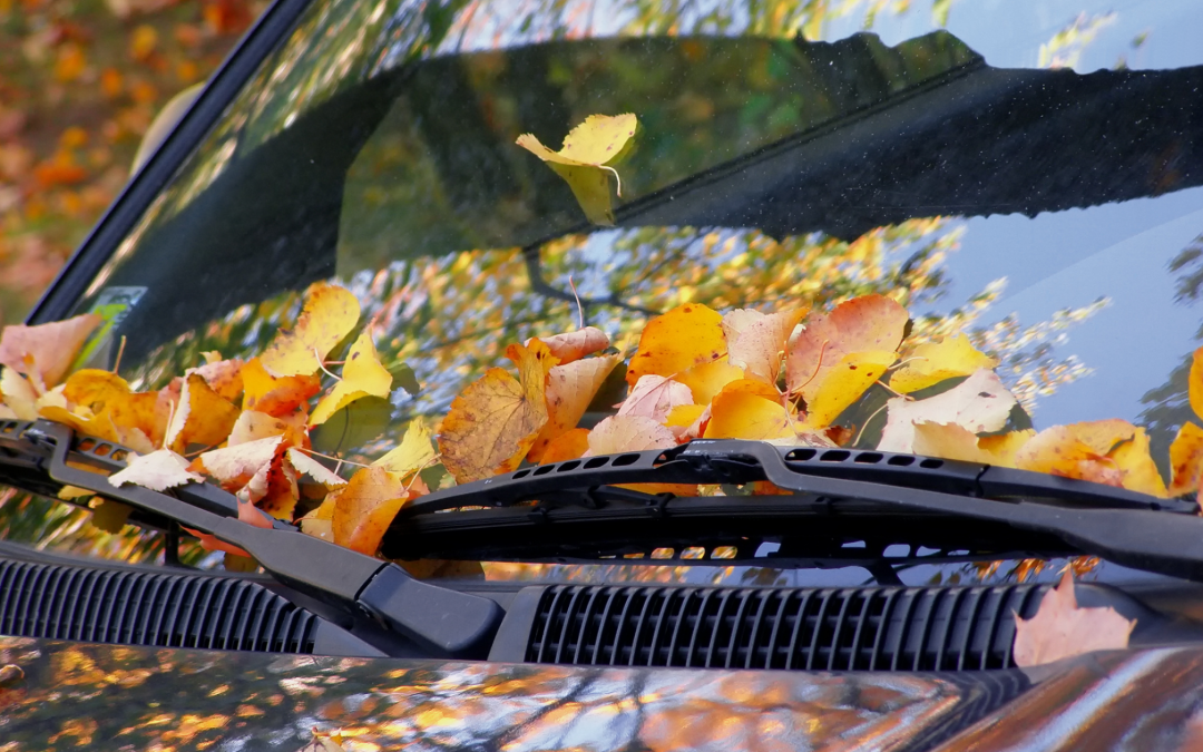 Why Fall is the Perfect Time to Start a Car Wash Membership
